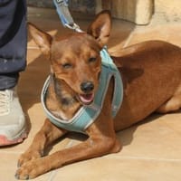 Ilia Topuria,kinderlieb,neugierig,offen, Hund zur Adoption