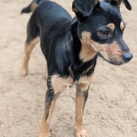 Jade, bildhübsches Mischlingsgmädchen, Hündin zur Adoption