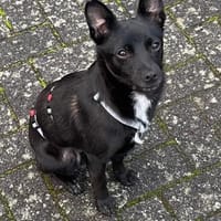 LORI (*2024) auf PS in 39606 Osterburg, Hündin zur Adoption