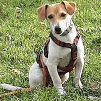 Süßer Chupa sucht ein Zuhause, Hund zur Adoption