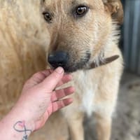 großer ODIN sucht großes Körbchen, Hund zur Adoption