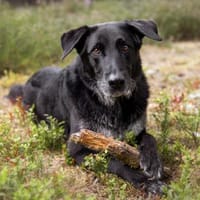 BUBI BALOU - charmanter Herzensbrecher, Hund zur Adoption