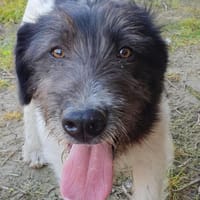 Oskar will die Welt entdecken, Hund zur Adoption