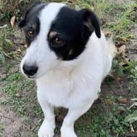 Flo sucht besondere Menschen, Hund zur Adoption