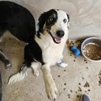 Frohnatur Marisol, Hündin zur Adoption