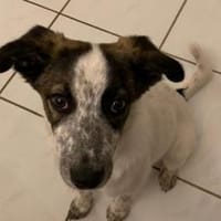 Helga ist bereit für ihr neues Leben, Hündin zur Adoption