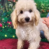 Emmy, Pudelmädchen mit Handicap, Hündin zur Adoption