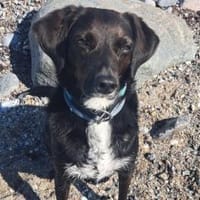 Elena - Hündin wartet auf Pflegestelle, Hündin zur Adoption