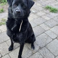 Lieber Anton, Hund zur Adoption