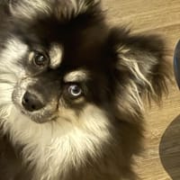 Benny, Hund zur Adoption