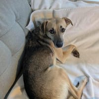 Hier kommt der süße Kalle 🐾, Hund zur Adoption