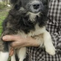 Eve 30 cm (Pflegestelle), Hündin zur Adoption