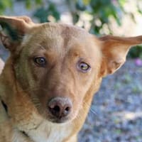 Coral, menschenbezogen, loyal, offen, Hündin zur Adoption