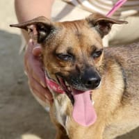 Floki, aktiv, klug, freundlich, Hund zur Adoption