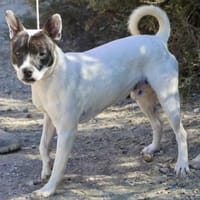 Mark, respektvoll, freundlich, offen, Hund zur Adoption