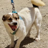Nacho, verschmust, klug, zutraulich, Hund zur Adoption