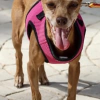 Flor, neugierig, offen, freundlich, Hündin zur Adoption