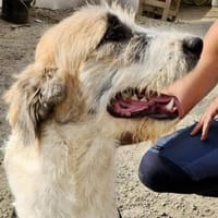 Gala, freundlich, offen, aufmerksam, Hündin zur Adoption