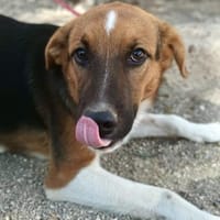 Hooker, verspielt, agil, freundlich, Hund zur Adoption