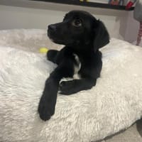 Barky sucht sein Glück ..., Hund zur Adoption