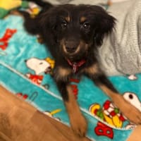 Mendrino unser Chameur..., Hund zur Adoption