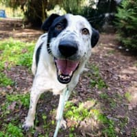 Pirata- möchte bei dir landen, Hündin zur Adoption