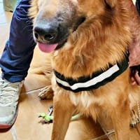 Sudan, lernfreudig, offen, freundlich, Hund zur Adoption
