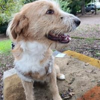 Pocket-Traumhund sucht Neuanfang, Hund zur Adoption