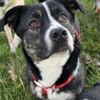 Spyro möchte endlich ankommen - mit dir?, Hund zur Adoption