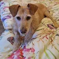 BECKY ❤ wartet auf lieben Besuch, Hündin zur Adoption