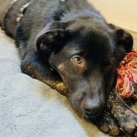 Schenkst du Nova ein Zuhause?, Hündin zur Adoption