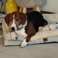 Eliosucht seine Menschen🍀, Hund zur Adoption