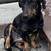 Candy° in 41472 Neuss, Hündin zur Adoption