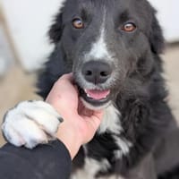 Lieber WOODY in 20257 HAMBURG, Hund zur Adoption