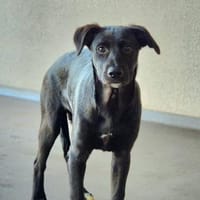 Petra im Tierheim Ransbach-Baumbach, Hündin zur Adoption