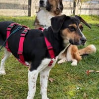 Tilly - Die Aktive!, Hündin zur Adoption