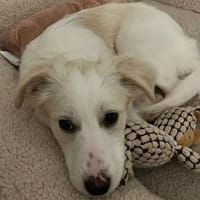 Welpe Erina-eine zuckersüße Schneeflocke, Hündin zur Adoption