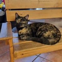 Melody, Katze zur Adoption