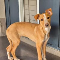 Oriana im Tierheim Ransbach-Baumbach, Hündin zur Adoption