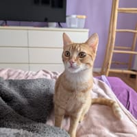 Niedliche Violeta sucht Familie, Katze zur Adoption