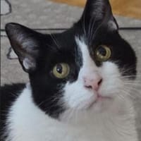 Cielo: Kuschelbär, Einzelprinz, Freigang, Kater zur Adoption