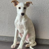 Otis im Tierheim Ransbach-Baumbach, Hund zur Adoption
