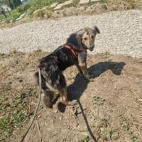 Grace; verletzt und krank geborgen, Hündin zur Adoption