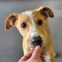 Olmo im Tierheim Ransbach-Baumbach, Hund zur Adoption