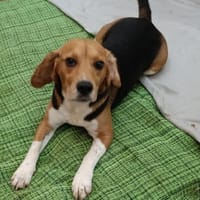 fröhlicher Snoopy sucht dich, Hund zur Adoption