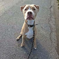 PATTON, chien à adopter