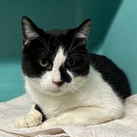 ZORRO, chat à adopter