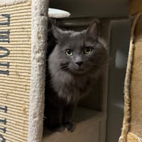 MISTIGRI, chat à adopter