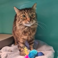 CATRINA reservée, chatte à adopter