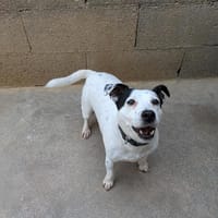 ORCHID, chienne à adopter